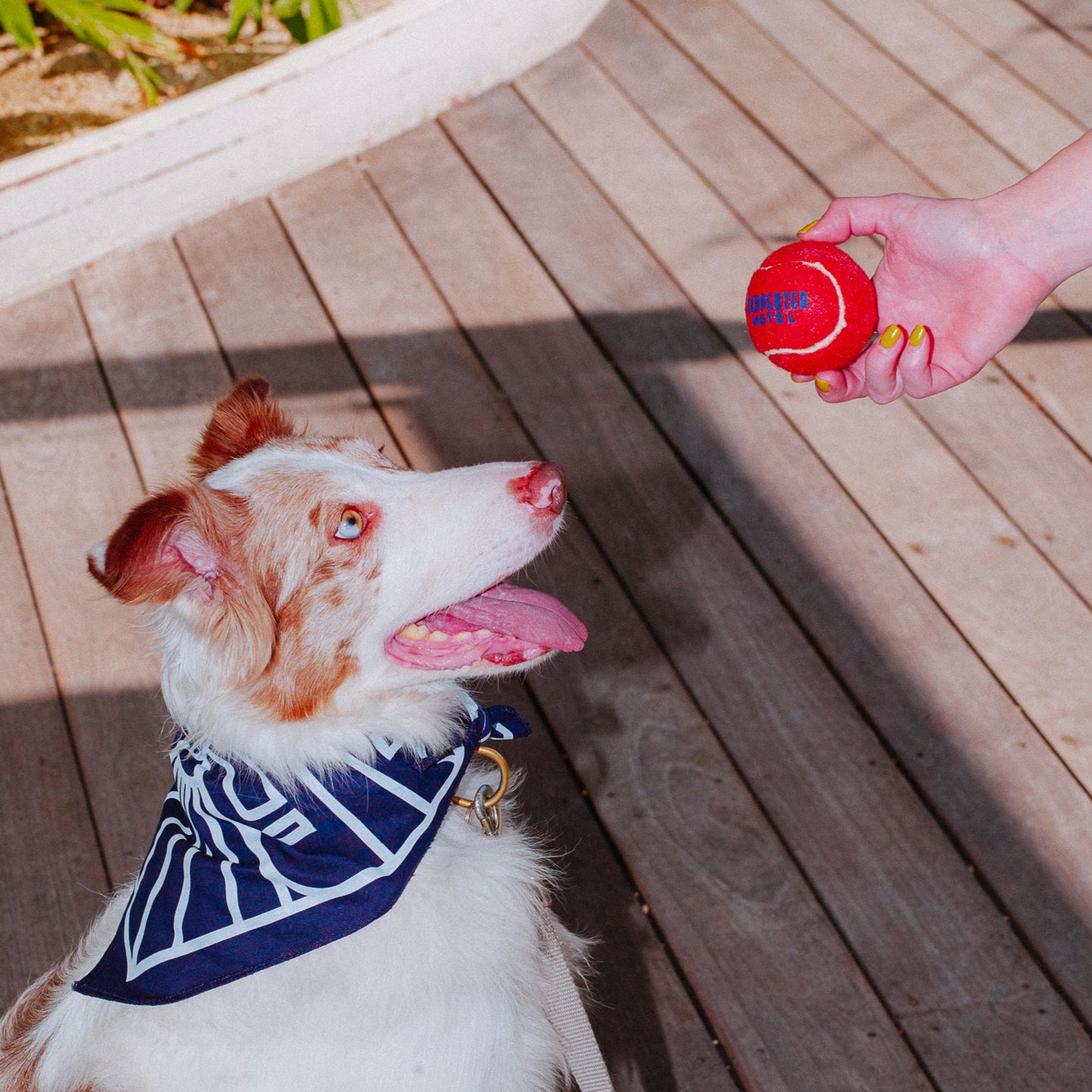 Person holding an orange tennis style dog ball with 'CARPENTER HOTEL' printed in blue text on it in front of a dog wearing a navy blue carpenter hotel logo bandana.